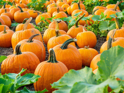 Pumpkin Production and R&D