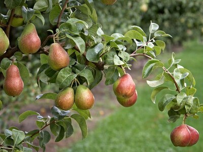 Harvest Wrap Pears