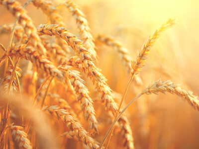 GMO Wheat Education is Key