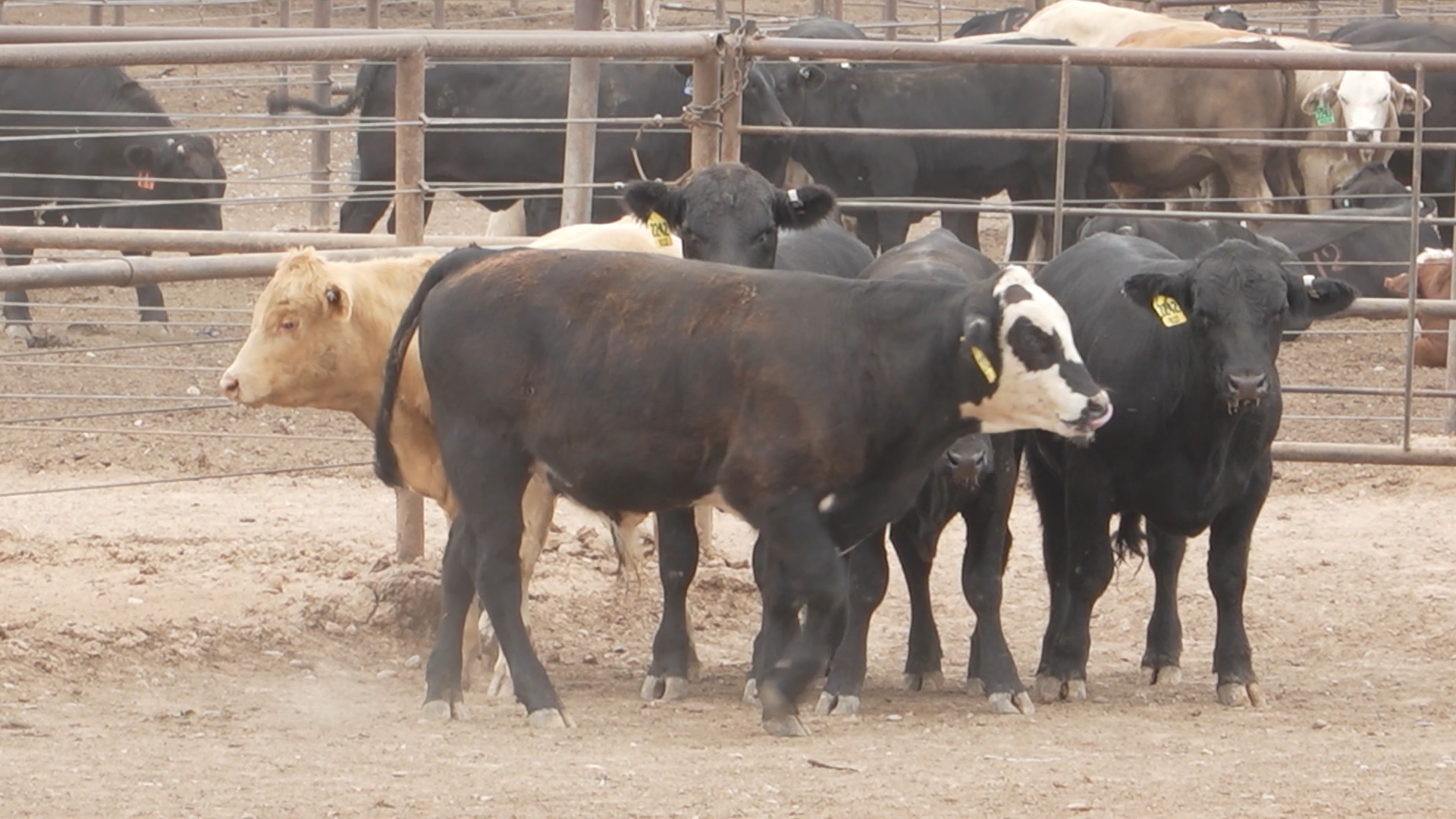 Mexican Border Closure Burdens Texas Feedyards and Mexican Cattle Producers