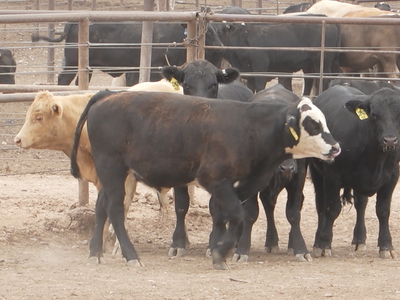 Mexican Border Closure Burdens Texas Feedyards and Mexican Cattle Producers