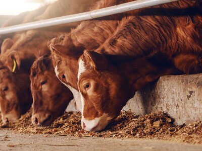 Antitrust Good for Cattle Industry