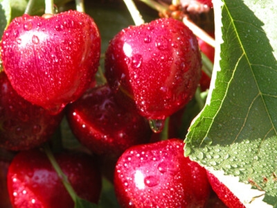 NW Cherries - Final Numbers