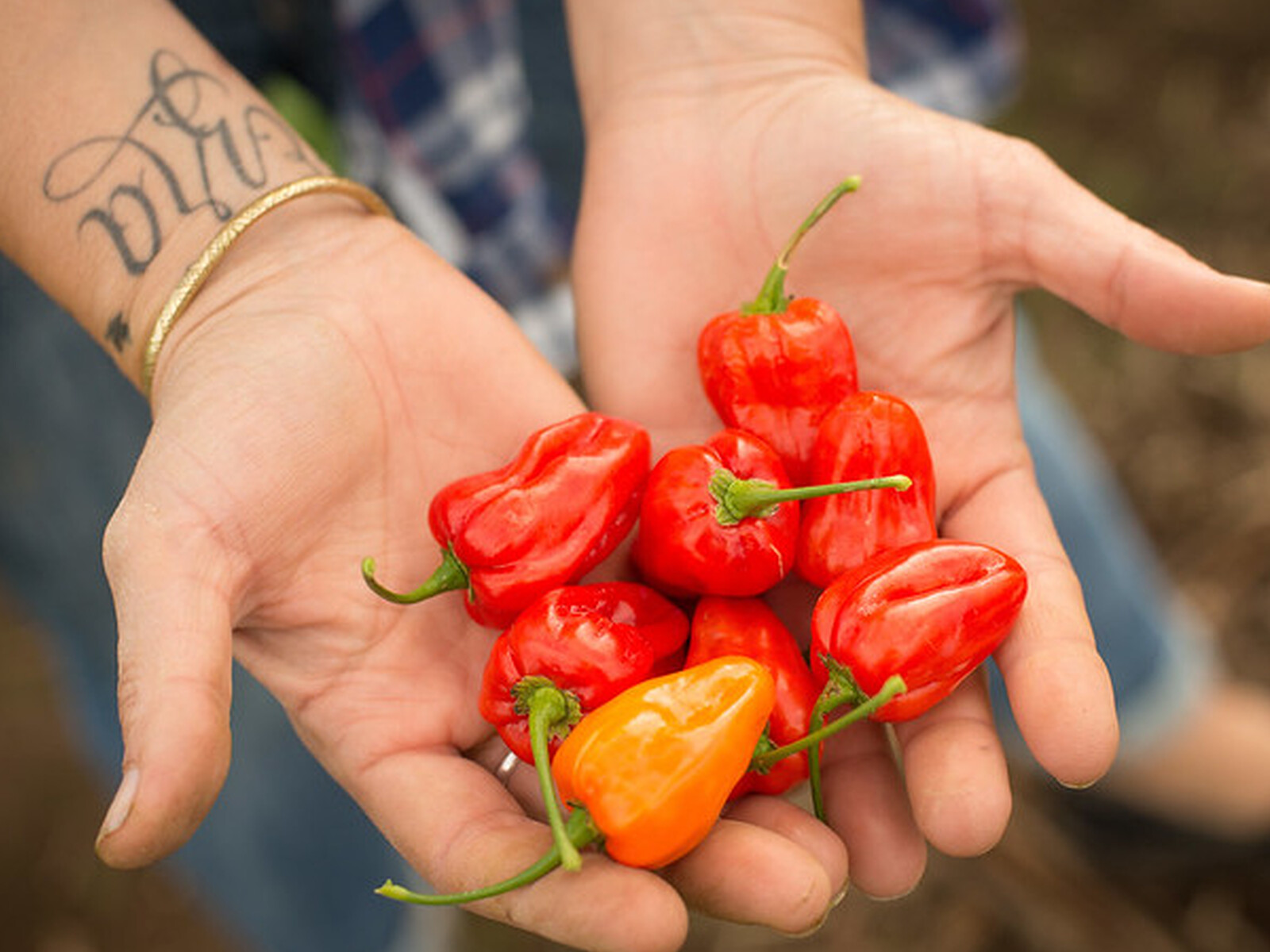 Mild Peppers from OSU 2