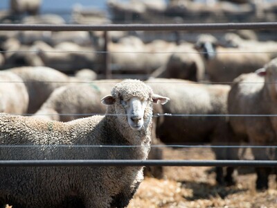 US Sheep and Wool Economics