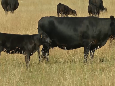 Trump's Plans for Cattle Markets