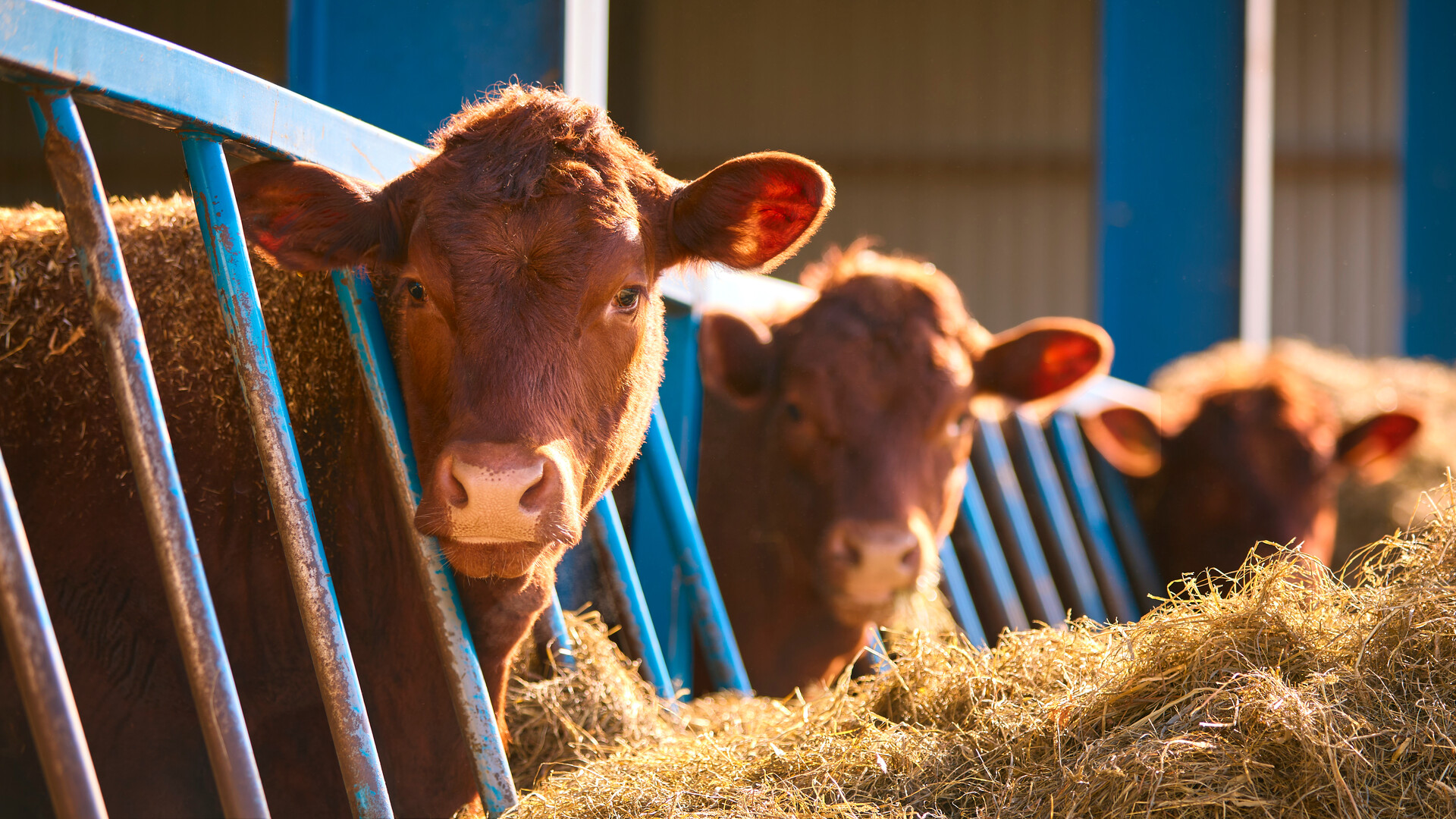 Trump Post on Cattle Industry is Incorrect