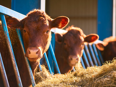 Trump Post on Cattle Industry is Incorrect