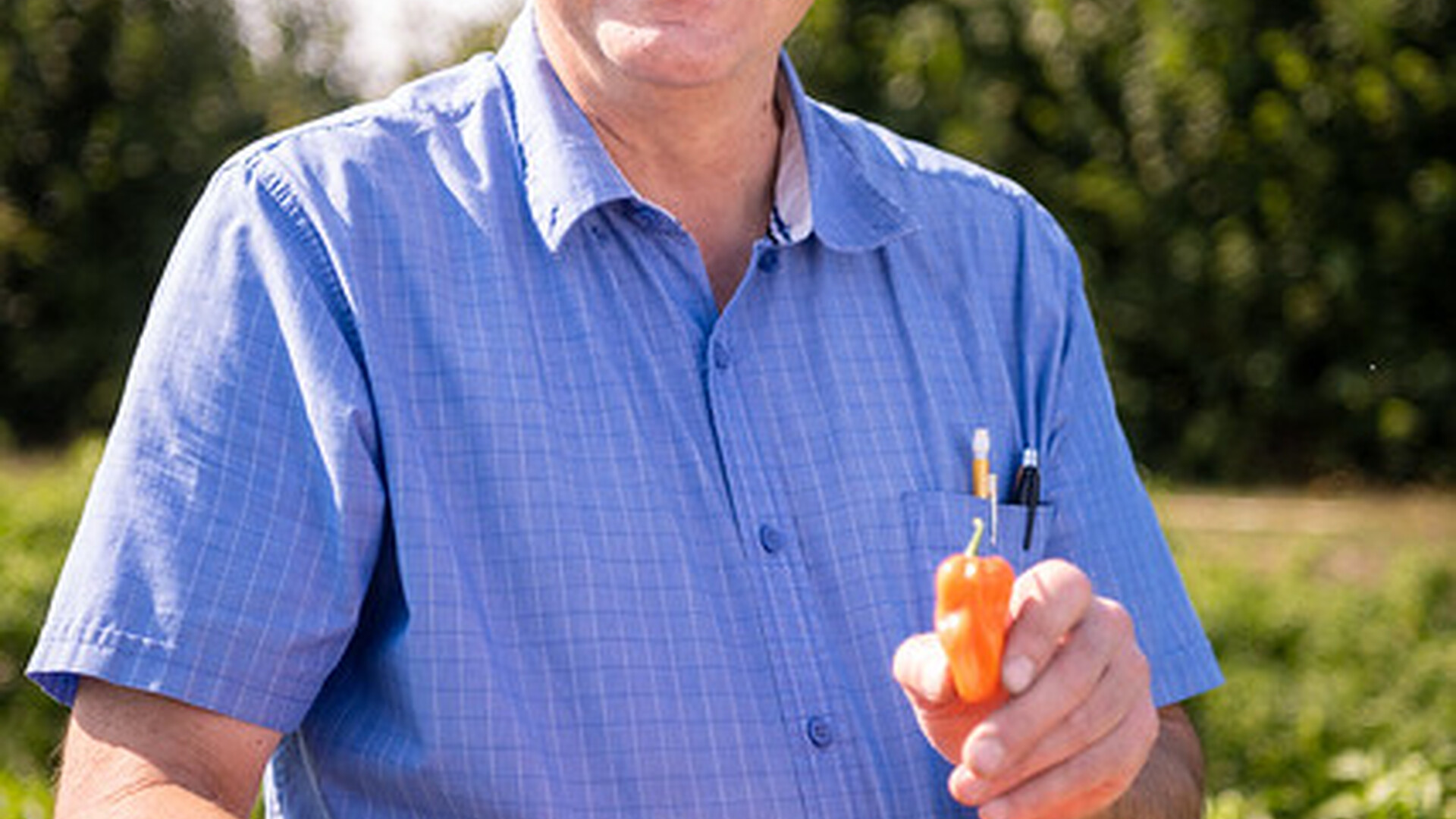 Mild Habaneros Now Available