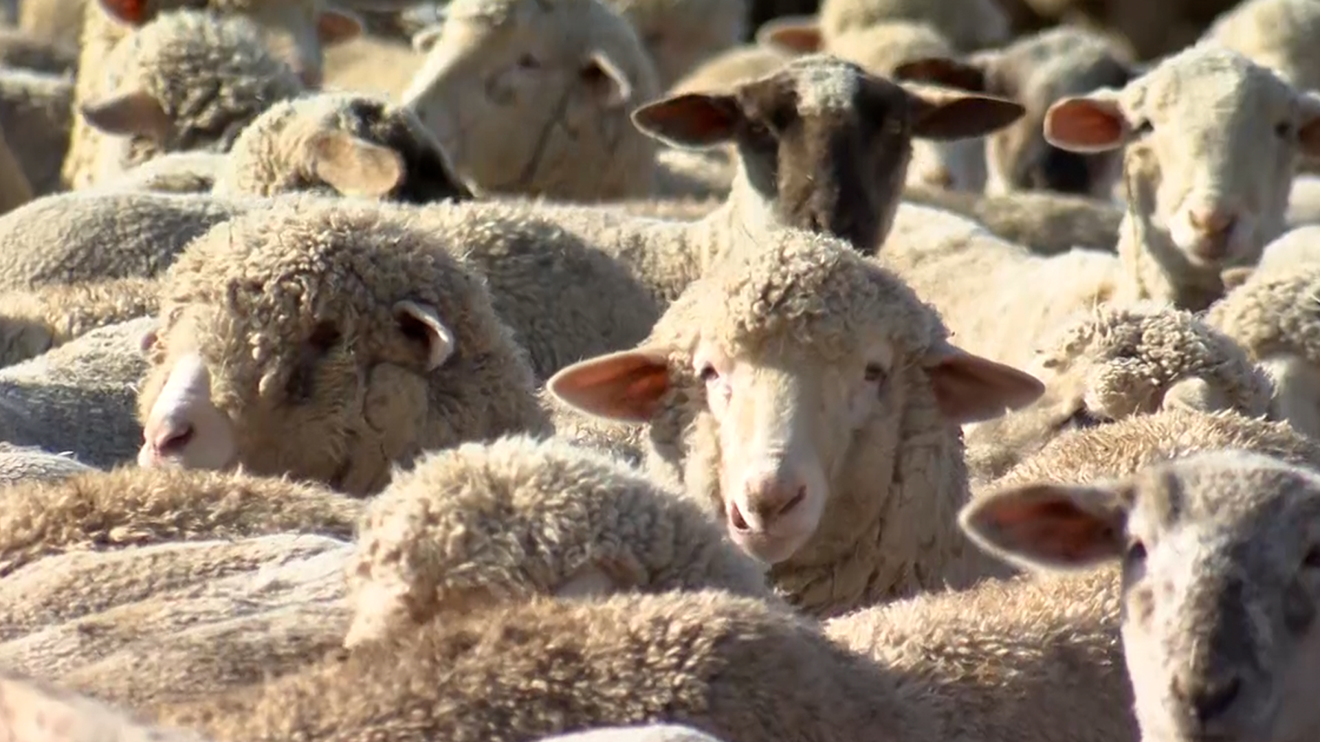 Resilient Demand Drives American Lamb Market
