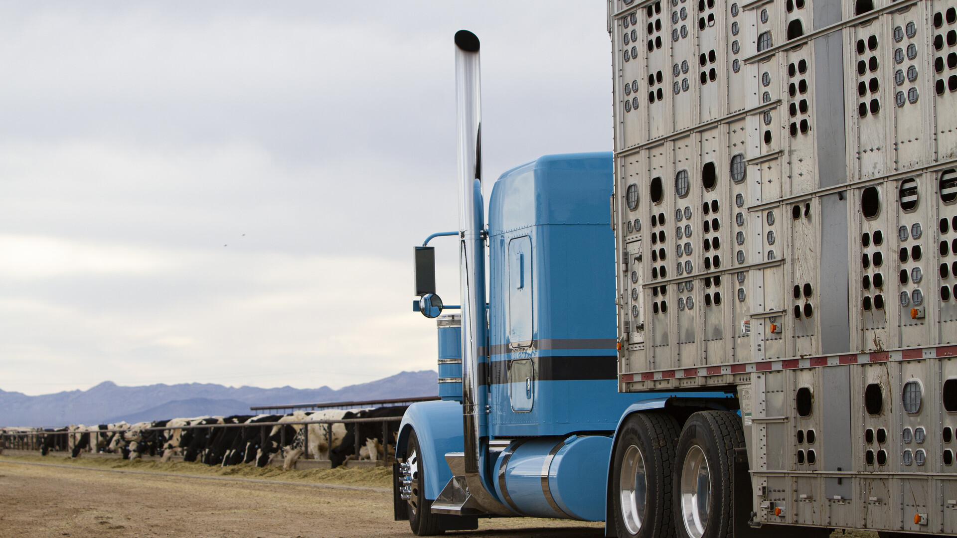 Argentine Cattle Imports and Psychology in the US Cattle Industry