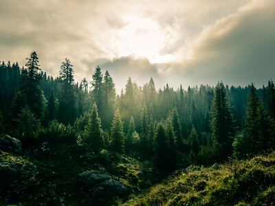 The Fix Our Forest Act Gains Traction