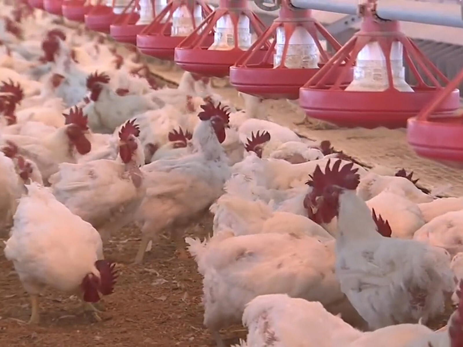 Chicken Council Comments on “Ultra-Processed Foods”