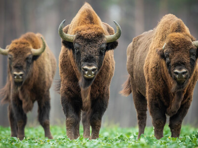 The US Needs More Bison