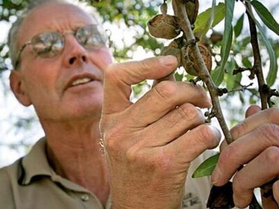Almond Grower Loves His Japan Market