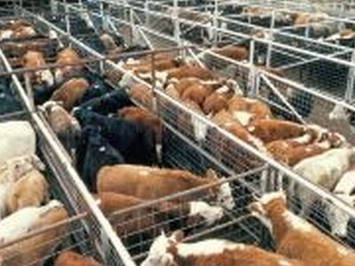 Part 1: Cattle Group Supports POTUS Cattle Packer Probe