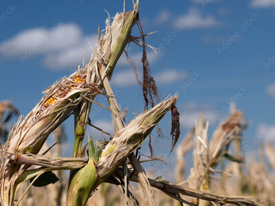 Three Disaster Relief Programs Begin Sign Up Today