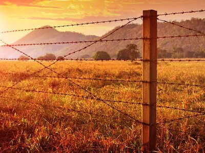 Barbed Wire