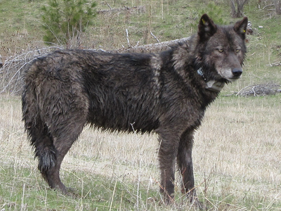 Trump Administration Revises Endangered Species Act