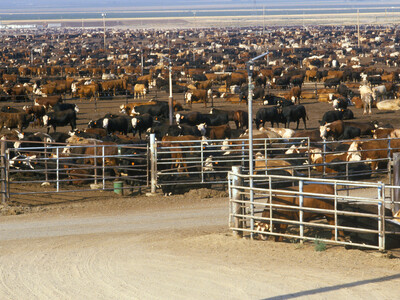 Cattle Placements and Marketings Continue Lower Trend