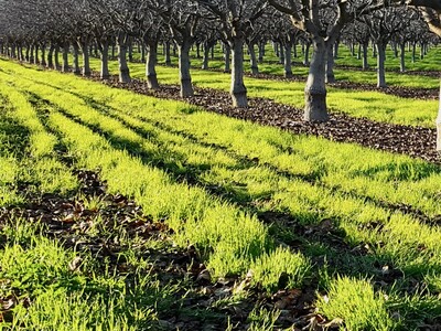 Pruning In Nut Orchard