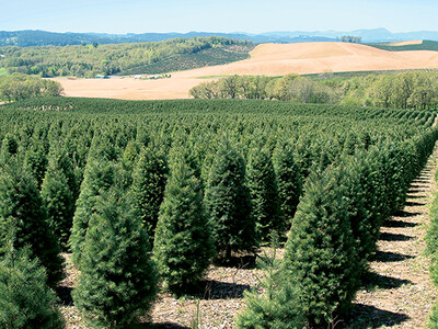 Oregon Christmas Trees