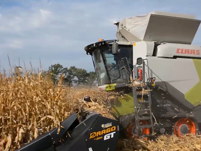 Large 2025 U.S. Corn Crop in Excellent Condition