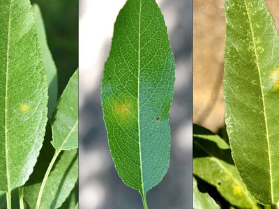 Red Leaf Blotch in Almonds Symptom