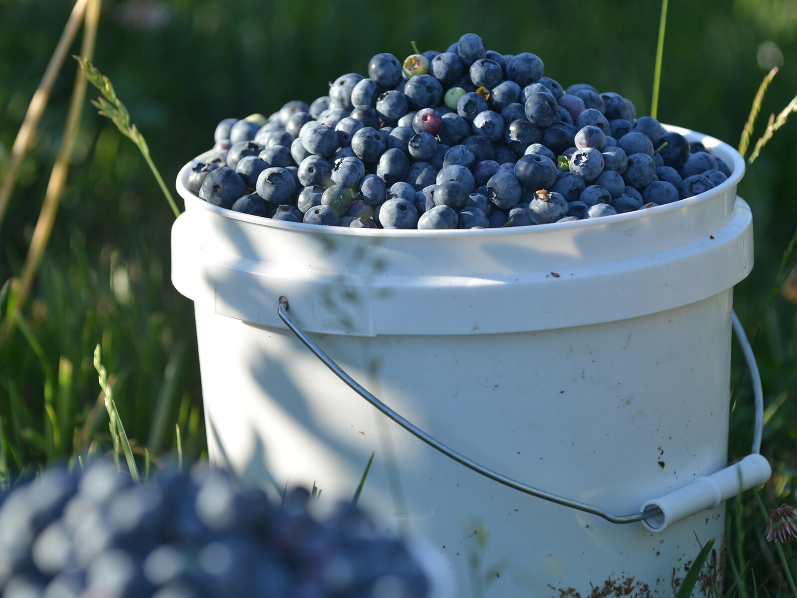 Blueberry 2025 Production Update