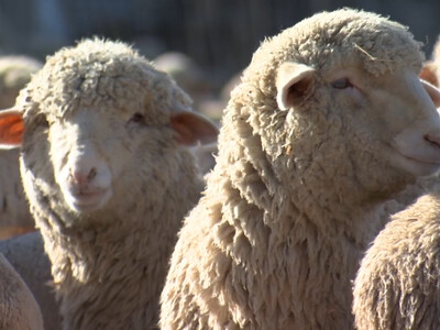 American Lamb Board Releases Annual Report