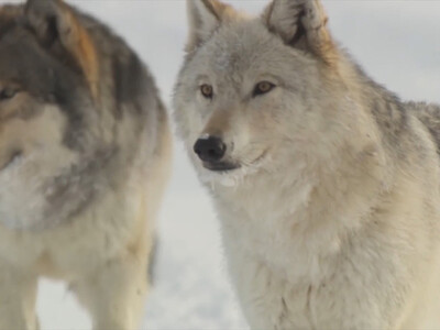 NCBA and PLC Secure House Passage of Gray Wolf Delisting