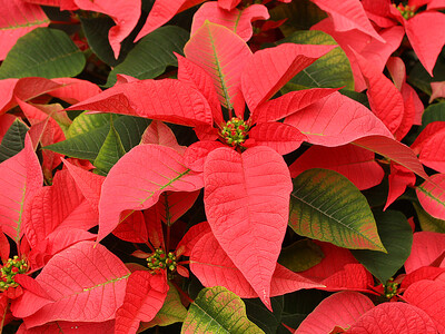 Why Poinsettias are Connected to Christmas