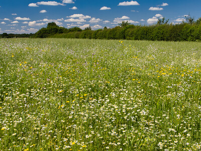 What is the Future of CRP in Split Bills