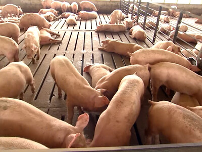 Hog Inventory Report Signals Uncertainty for Pork Producers