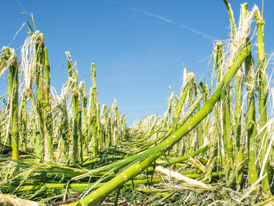 Federal Crop Insurance Changes Good for Producers
