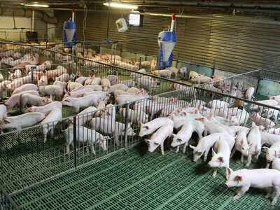 National Pork Producers Council  Wants Prop 12 Fix in a Farm Bill