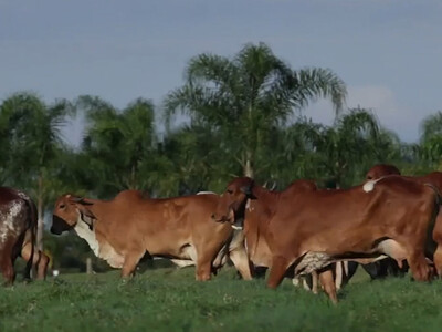 Brazil Passes U.S. as Top Beef Producer