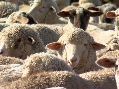 Sheep Officials Meet with USDA on Assistance