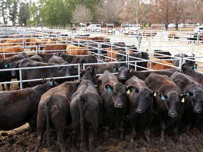 Catttle Market Protections