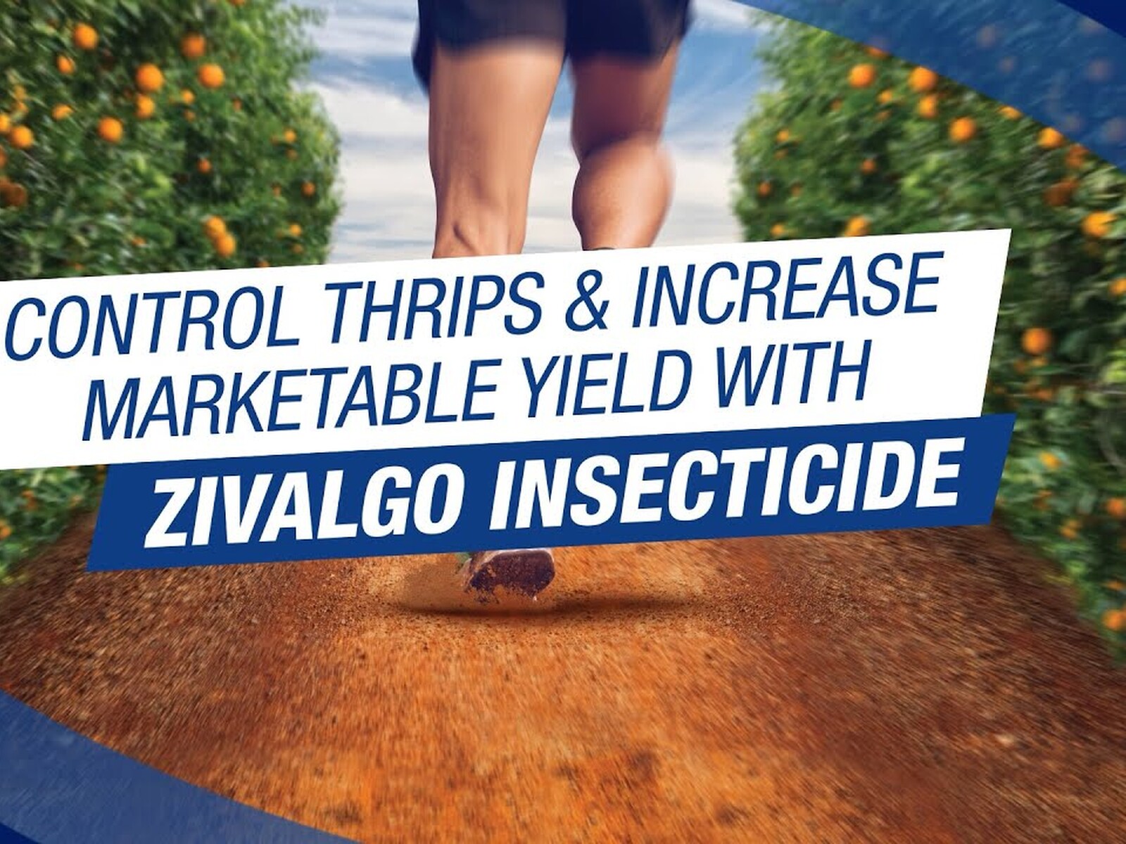Syngenta's Zivalgo