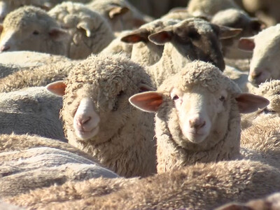 Sheep Producers in Reno for ASI Annual Convention