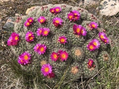 State Cactus Passes Senate