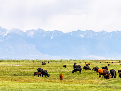 Grazing Bill Seeks Parity for Ranchers; Push to Delist Mexican Wolf Advances