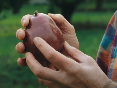 Blemishes Are Beautiful on Pears