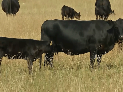 Livestock Market Expert Looks for High Cattle Prices to Continue
