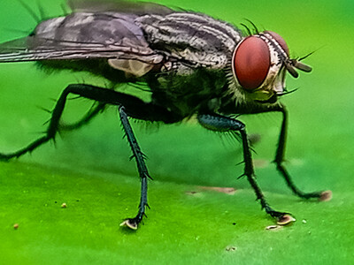 USDA Extends Sterile Fly Zone into Texas