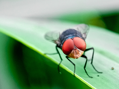 USDA Announces Completion of Sterile Fly Dispersal Facility in Texas