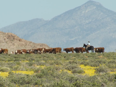 BLM & USDA Forest Service announce 2026 grazing fees