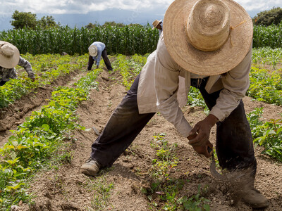 Farm Help Needed, Farm Help Needed Website Launched