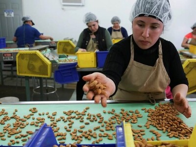 Protecting Workers from Violence In Nut Processing Area